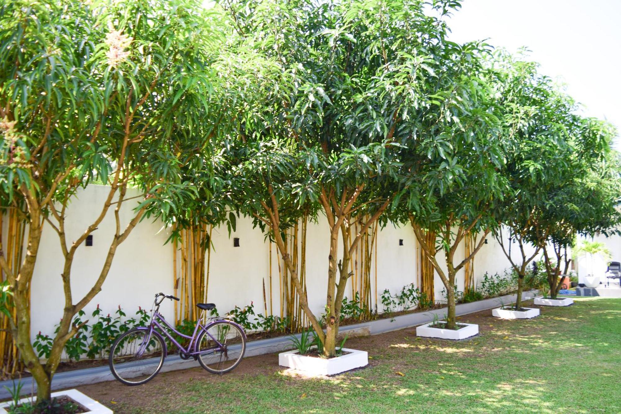 The Bamboo Tree Transit Hotel Катунаяка Екстер'єр фото